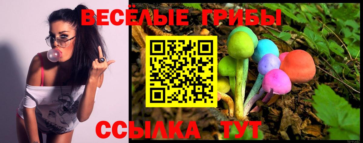 Псилоцибиновые грибы Psilocybe  Псилоцибиновые грибы Psilocybine cubensis  Урус-Мартан 